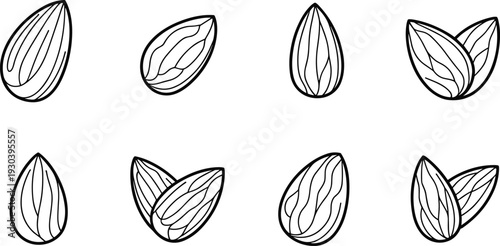 Almond Nut Outline Icon Set Featuring Whole and Split Organic Healthy Seeds Vector Illustration Collection
