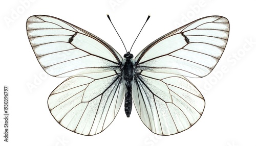 Black-veined White Butterfly Isolated on White Background.