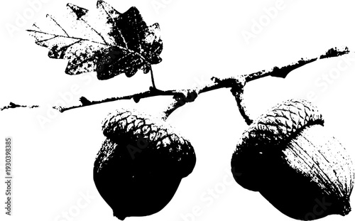 High contrast acorn icon stencil for abstract grunge art and seasonal design
