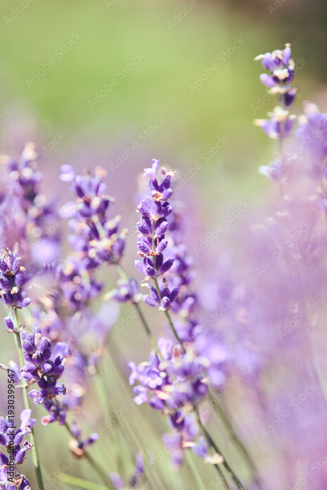 Fototapeta premium Close-up of blooming lavender flowers with soft-focus green background