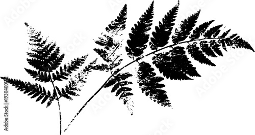 Frost crystal fern in high contrast stencil style for nature design