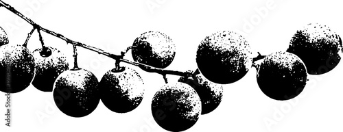 Abstract grunge grapes cluster in stencil style for vintage design