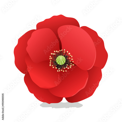 Red flower blooms with petals opened wide under bright light in a simple design with no background details