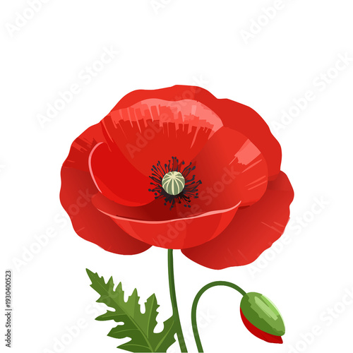 Red poppy flower with green bud and leaves on a plain background in bright light showcasing natural beauty