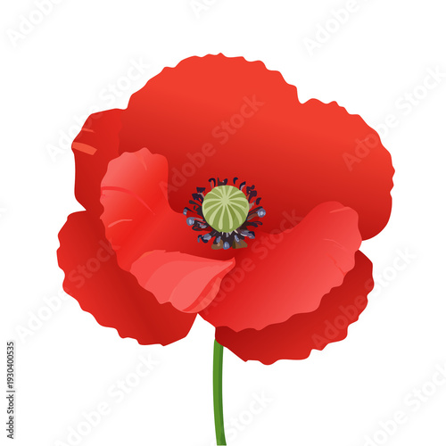 Bright red poppy flower stands tall against a white background, showcasing its petals and center details for all to see