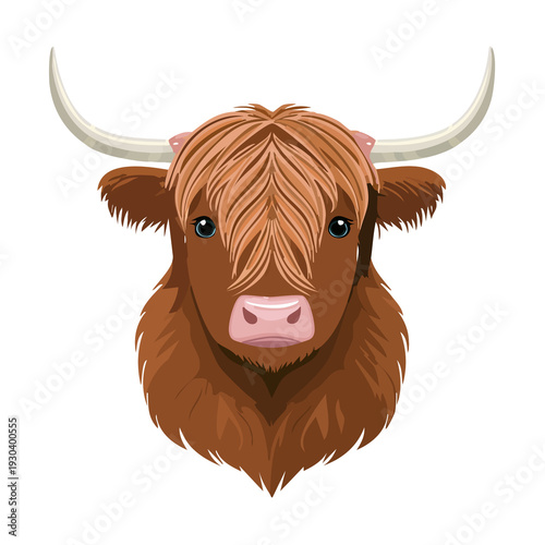 Highland cow head with long hair and horns on a white background showing typical features of the breed