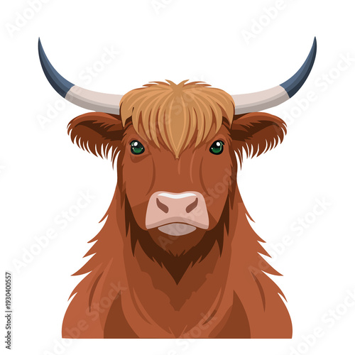 Highland cow with long hair stands and looks directly at the viewer in a simple setting