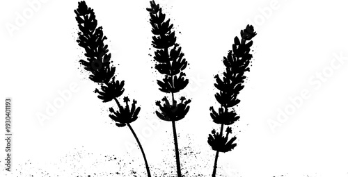 High contrast lavender spike florets in stencil style for artistic design projects