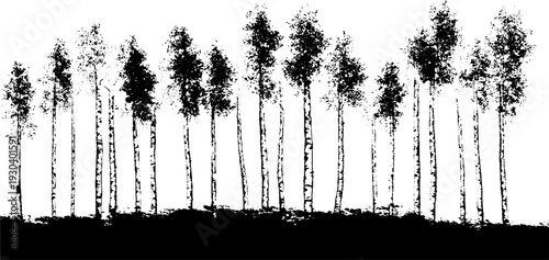 Abstract birch tree silhouette in frosty glaze stencil style for nature-inspired design