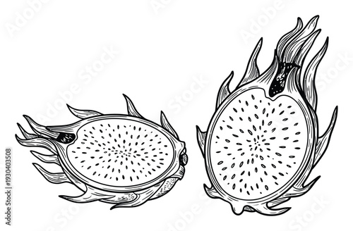 Dragon Fruit Hand Drawn Black White Vector Illustration