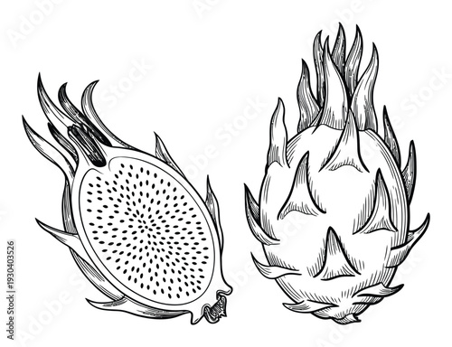 Dragon Fruit Hand Drawn Vector Illustration