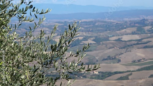 Olive tree branches against a Tuscan landscape. Italy