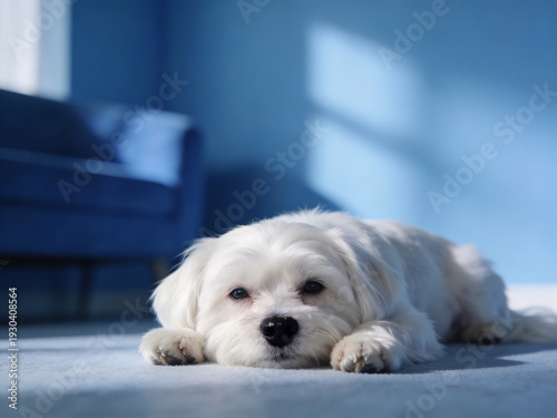 white puppy on the floor
