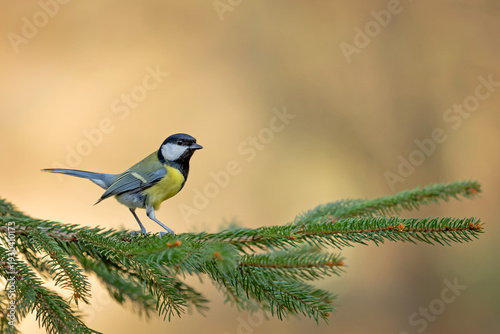 Valokuva Great Tit (Parus major) perched on a spruce branch in a forest.