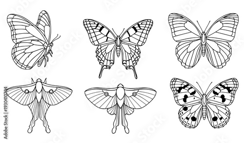 Butterfly outline vector set of various species isolated on white