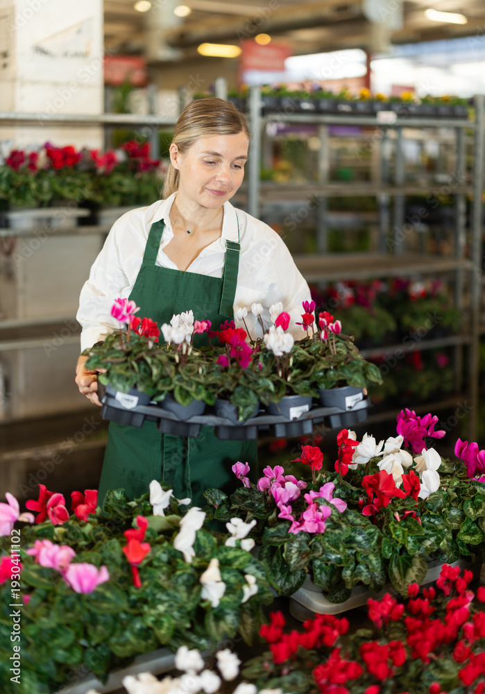 Fototapeta premium Female employee of a flower greenhouse tends to cyclamen flowers