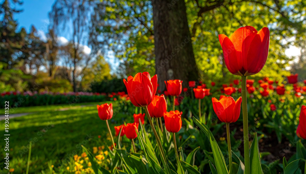 Fototapeta premium Tulips in Bloom: Capturing the vibrant beauty of spring, a garden bursts with a kaleidoscope of red tulips, their petals unfurling in the warm sunlight amidst lush greenery. 