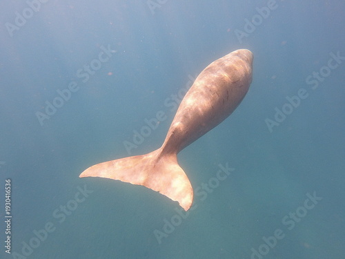 Canvastavla dugong (Dugong dugon) is a large, herbivorous marine mammal belonging to the order Sirenia, closely related to manatees