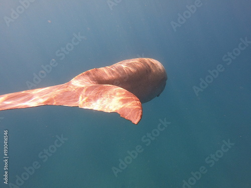 фотографія dugong (Dugong dugon) is a large, herbivorous marine mammal belonging to the order Sirenia, closely related to manatees