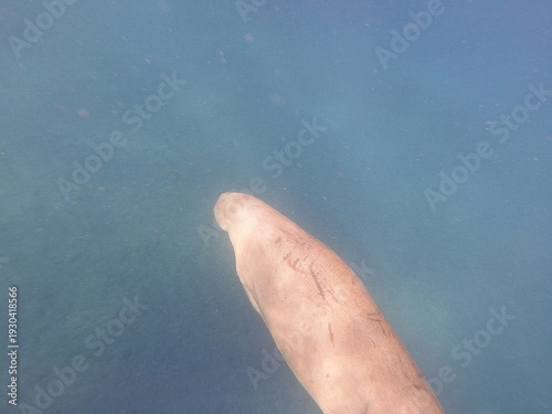 фотографія dugong (Dugong dugon) is a large, herbivorous marine mammal belonging to the order Sirenia, closely related to manatees