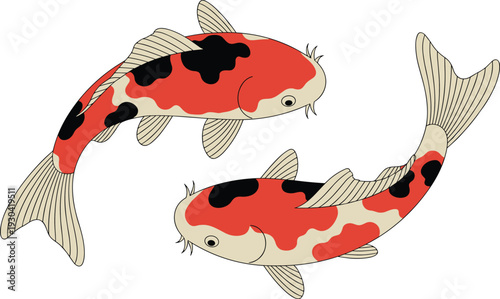 Two koi fish illustration, red black and white Japanese carp swimming, detailed oriental aquatic art isolated on white background