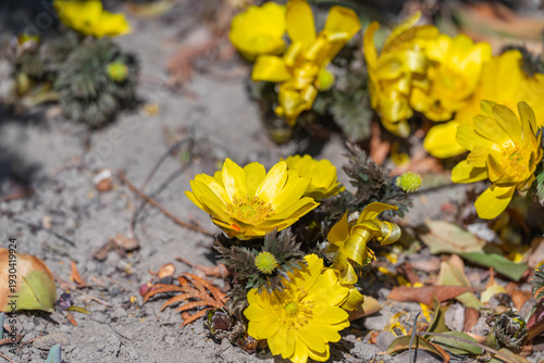 春の訪れを告げる福寿草の黄色い花