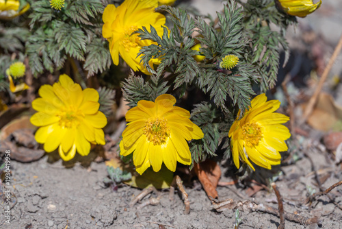 春の訪れを告げる福寿草の黄色い花