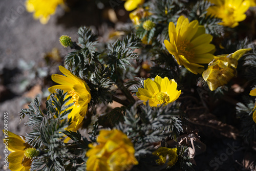 春の訪れを告げる福寿草の黄色い花