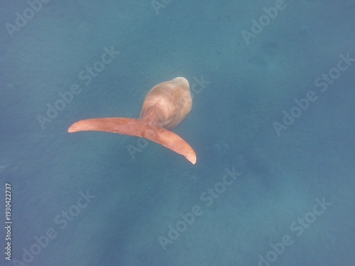 dugong (Dugong dugon) is a large, herbivorous marine mammal belonging to the order Sirenia, closely related to manatees. Found in warm coastal waters from East Africa to Australia, including the Red S