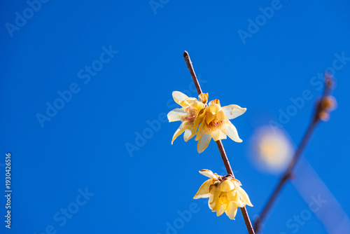 青空と蝋梅