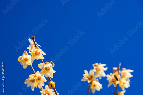 青空と蝋梅