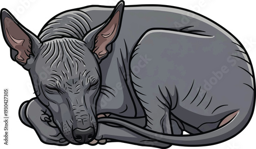 Xoloitzcuintli dog curled up sleeping relaxed vector illustration