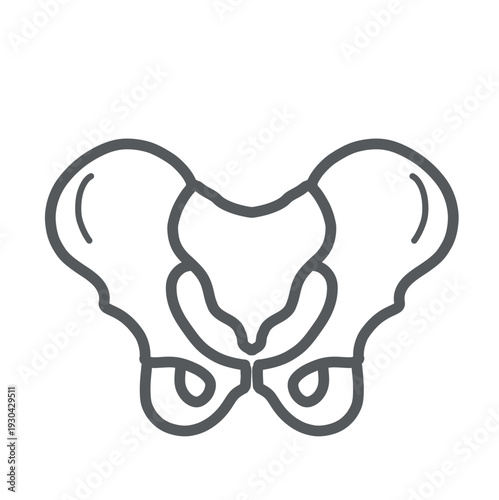 骨盤の骨格イラスト（正面・線画）