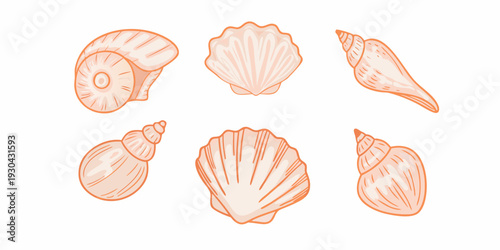 A collection of delicately illustrated orange seashells on a white background