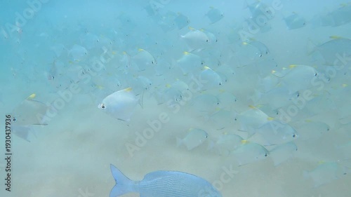 Fish on a shallow sand. Hikkaduwa, Sri Lanka