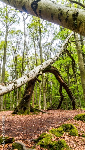 Bent trees arching in a forest floor covered with moss and leaves