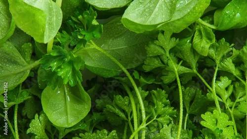 Close-up of fresh green herbs covered in water droplets, showcasing organic parsley and leafy greens. Perfect for concepts of healthy eating, freshness, natural ingredients, vegan food, farm-to-table