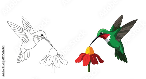 Side by side illustration comparing a detailed colored hummingbird feeding from a red flower with its black and white outline version ready for coloring activities.