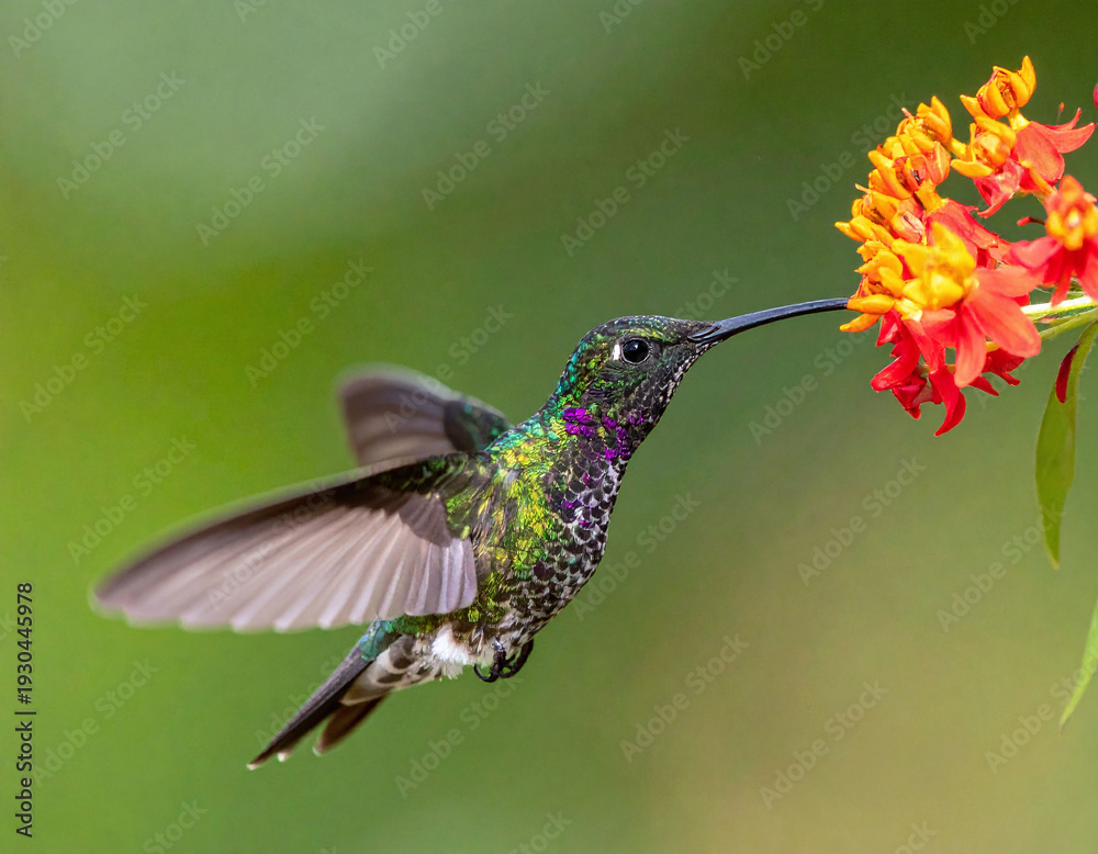 Naklejka premium This breathtaking macro captures a shimmering iridescent hummingbird feeding on vibrant orange flowers. Ideal for nature themes, wildlife conservation, and designs symbolizing agility and vitality.