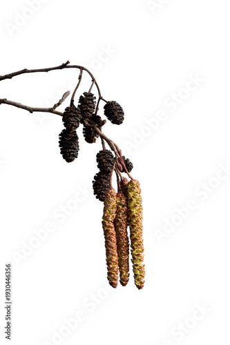 Alder tree branches showing catkins and cones in bocholt