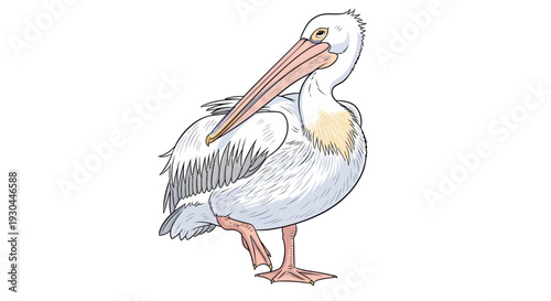 White Pelican Bird Illustration Standing Sideways.