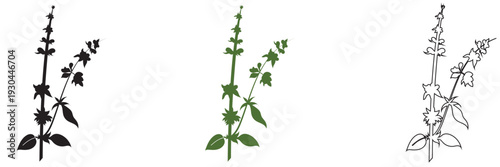  Wild Herb Silhouettes Vector Set Isolated. Collection of  wild herb silhouettes in flat vector style, isolated on white background for eco design and natural themes.