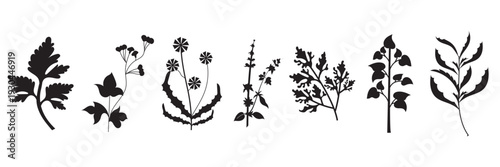  Wild Herb Silhouettes Vector Set Isolated. Collection of  wild herb silhouettes in flat vector style, isolated on white background for eco design and natural themes.