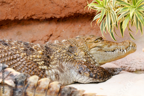 Un dangereux crocodile