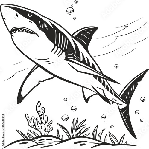 black and white shark