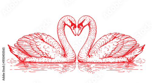 Classic red swan pair reflection on water line art illustration monochrome
