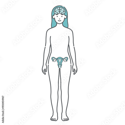 脳と子宮・卵巣の繋がりがわかる女性の人体図・全身モデルのイラスト（正面）