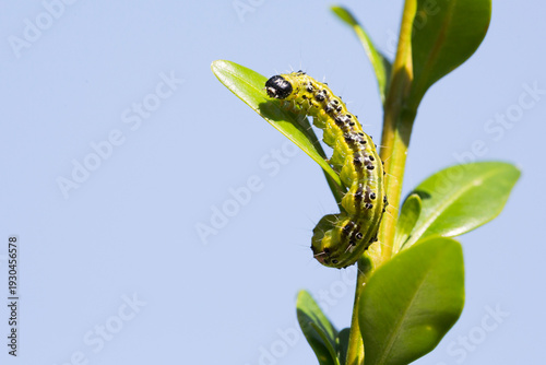 Caterpillar of the box tree moth