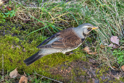 Fieldfare (Turdus pilaris), n the blurred background take bath at the forest waterhole