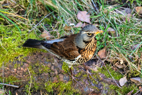 Fieldfare (Turdus pilaris), n the blurred background take bath at the forest waterhole